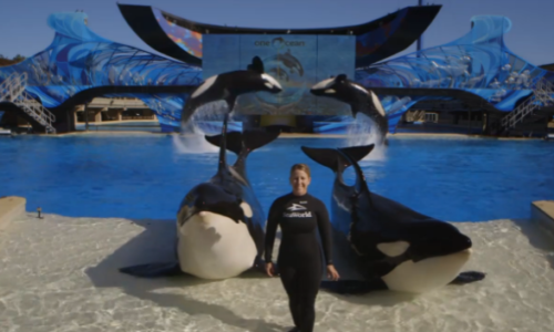 Happiness is Calling – Japan